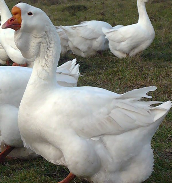 Холмогорские гуси порода