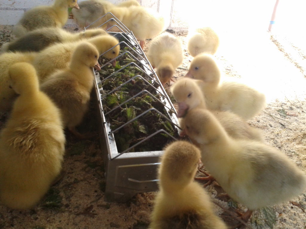 Разведение губернаторских гусей