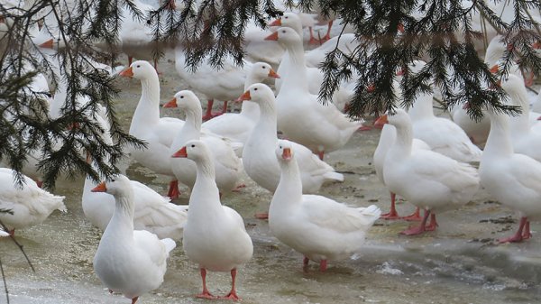 гуси губернаторской породы