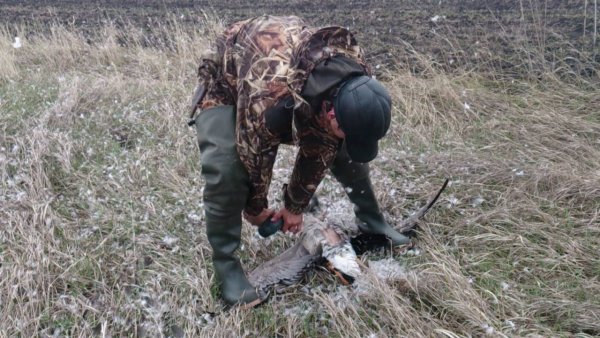 Подготовка к забою
