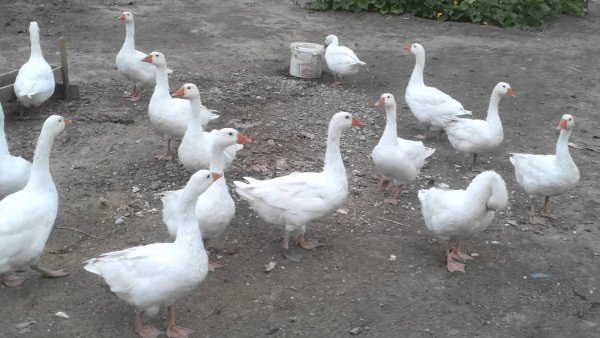 Разведение губернаторских гусей