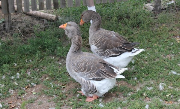 Выращивание крупных серых гусей