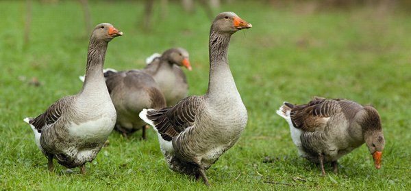 крупный серый гусь