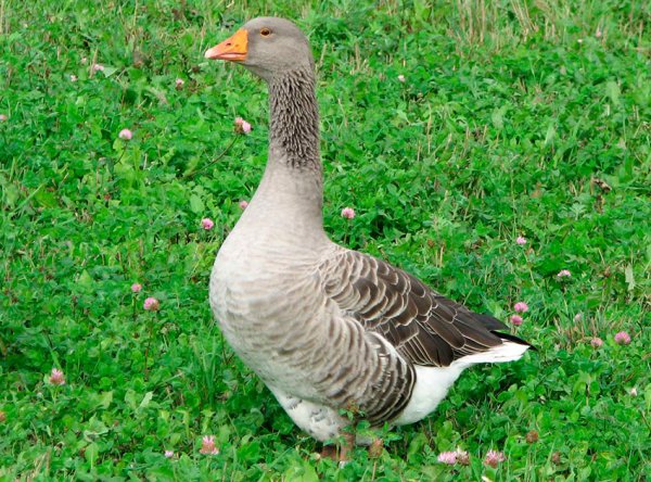 крупный серый гусь