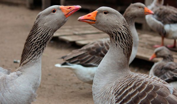 Выращивание крупных серых гусей