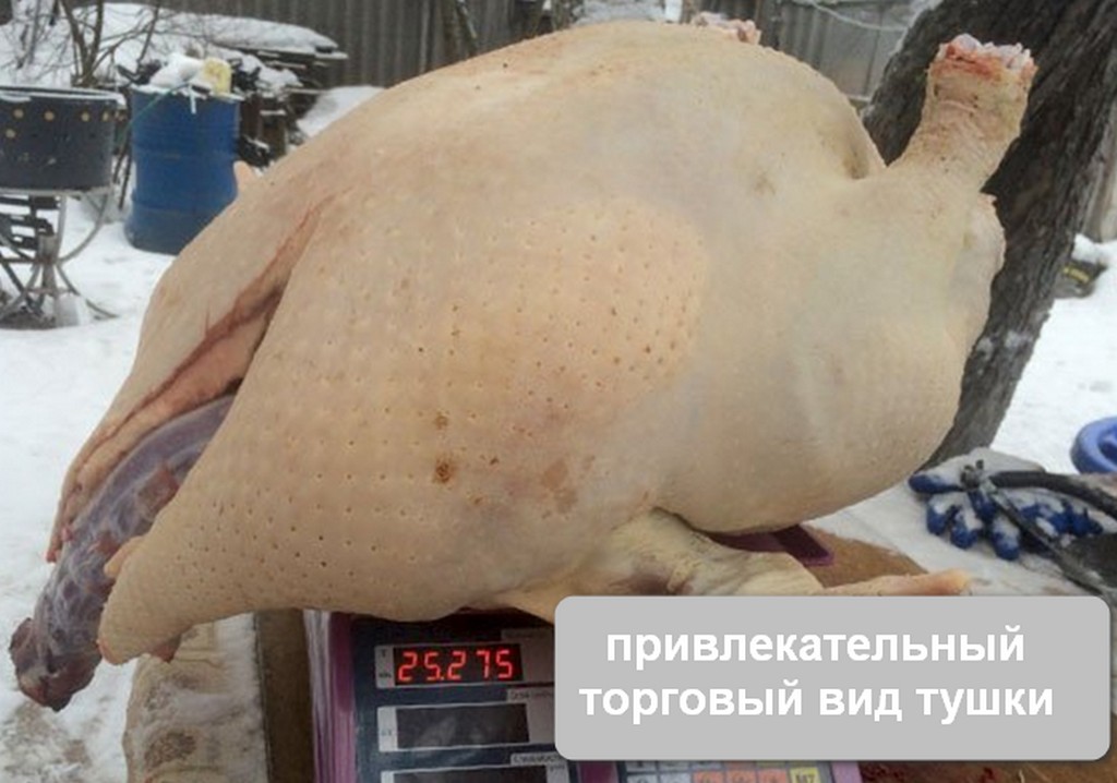 Индюки Хайбрид конвертер порода