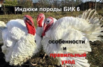 Индюки породы биг 6