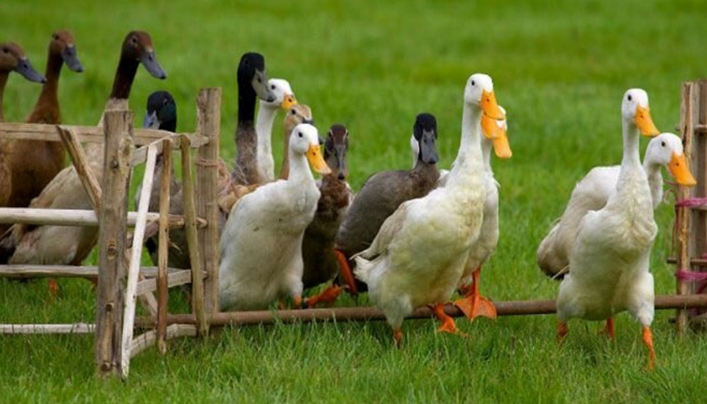 Утка индийский бегунок порода