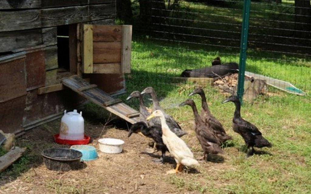 Разведение уток