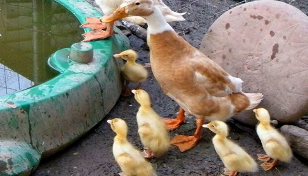 Утка индийский бегунок порода