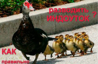 Индоутка как разводить в домашних условияхм