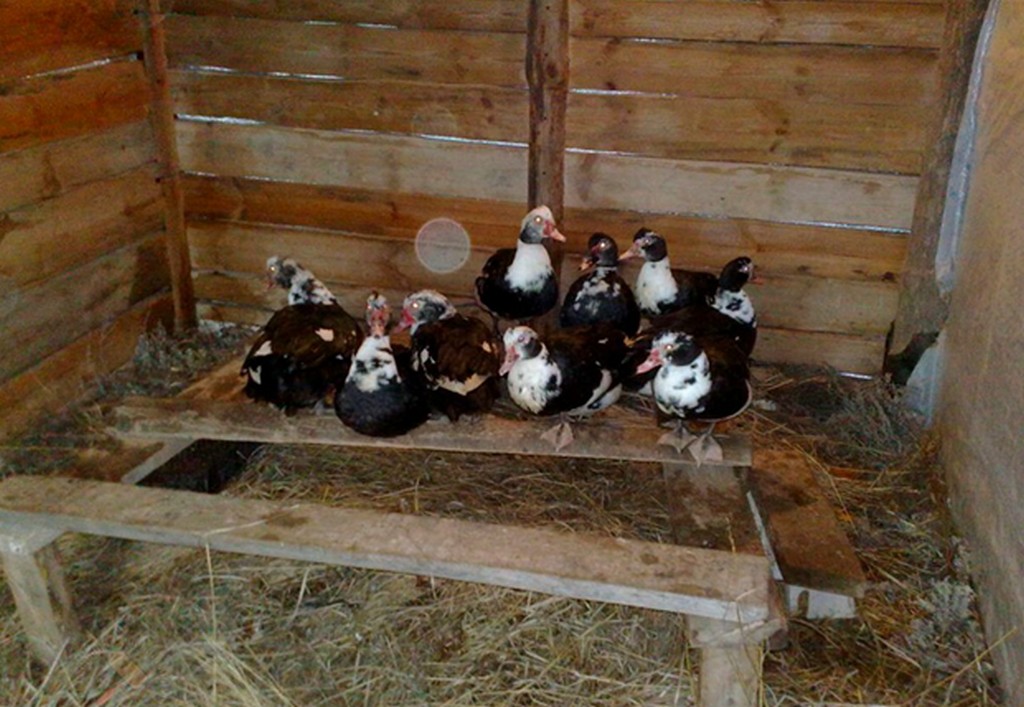 Разведение индоуток