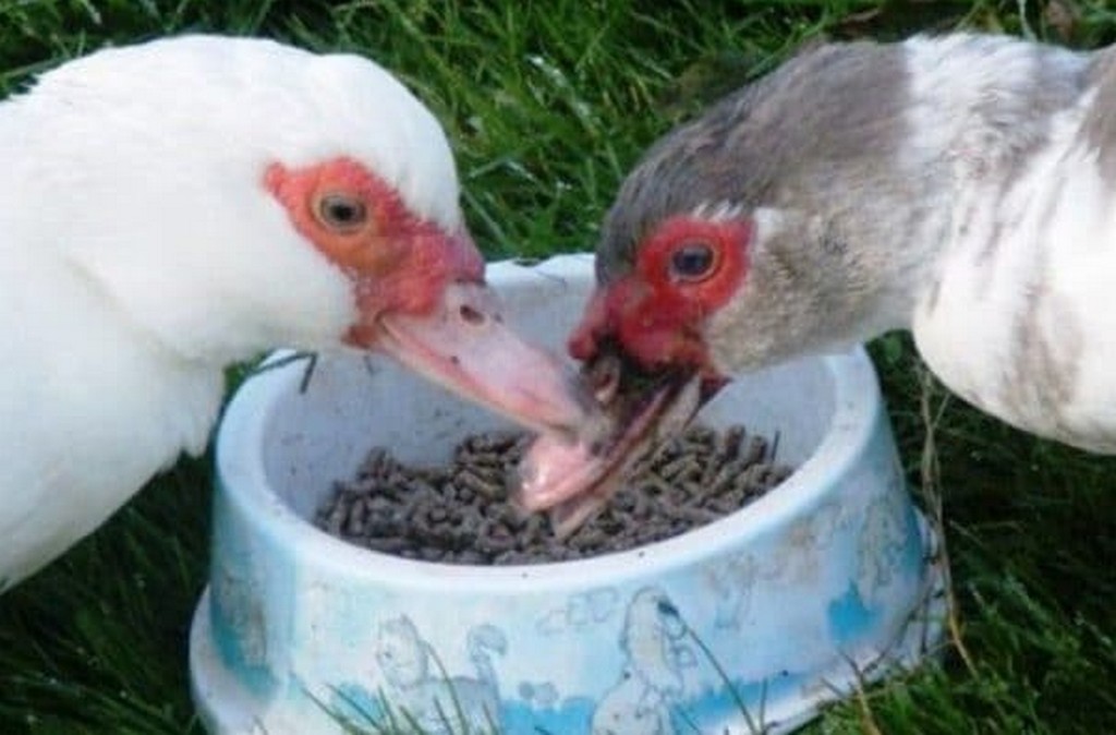 Разведение индоуток