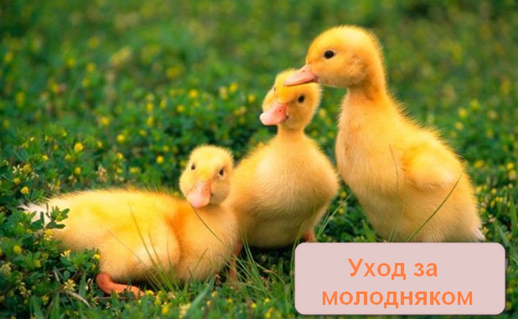 Пекинская утка: как разводить