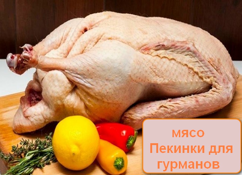 Пекинская порода уток