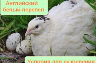 Английская белая перепелка