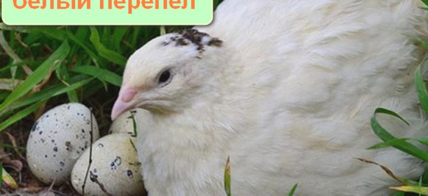 Английская белая перепелка