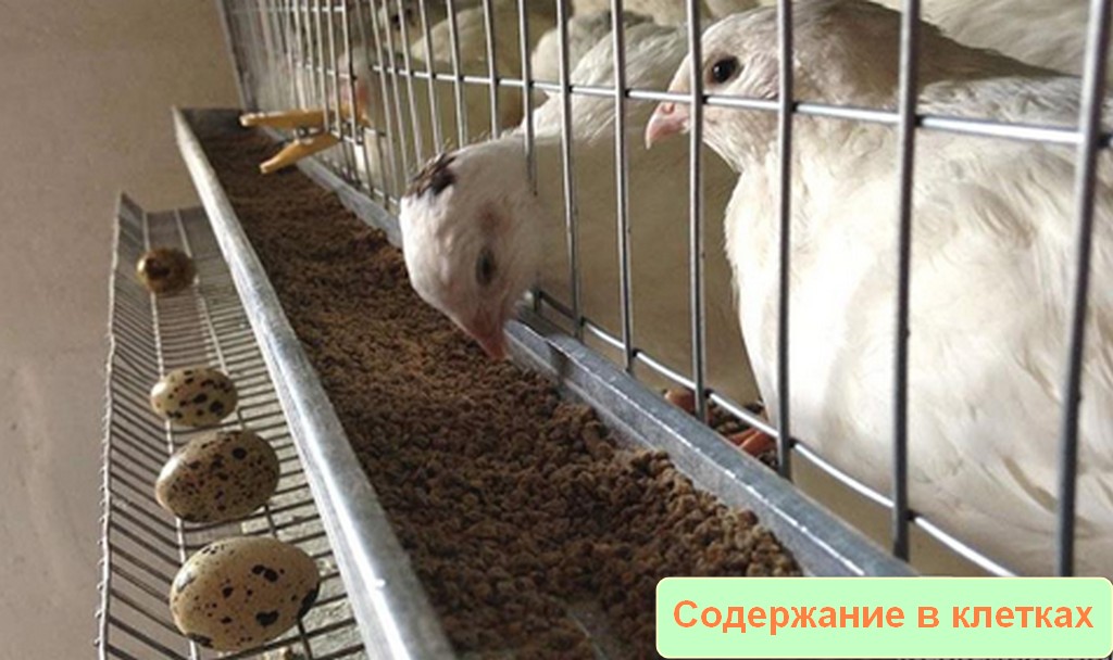 Английская белая перепелка