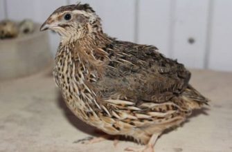 Перепелки японской породы