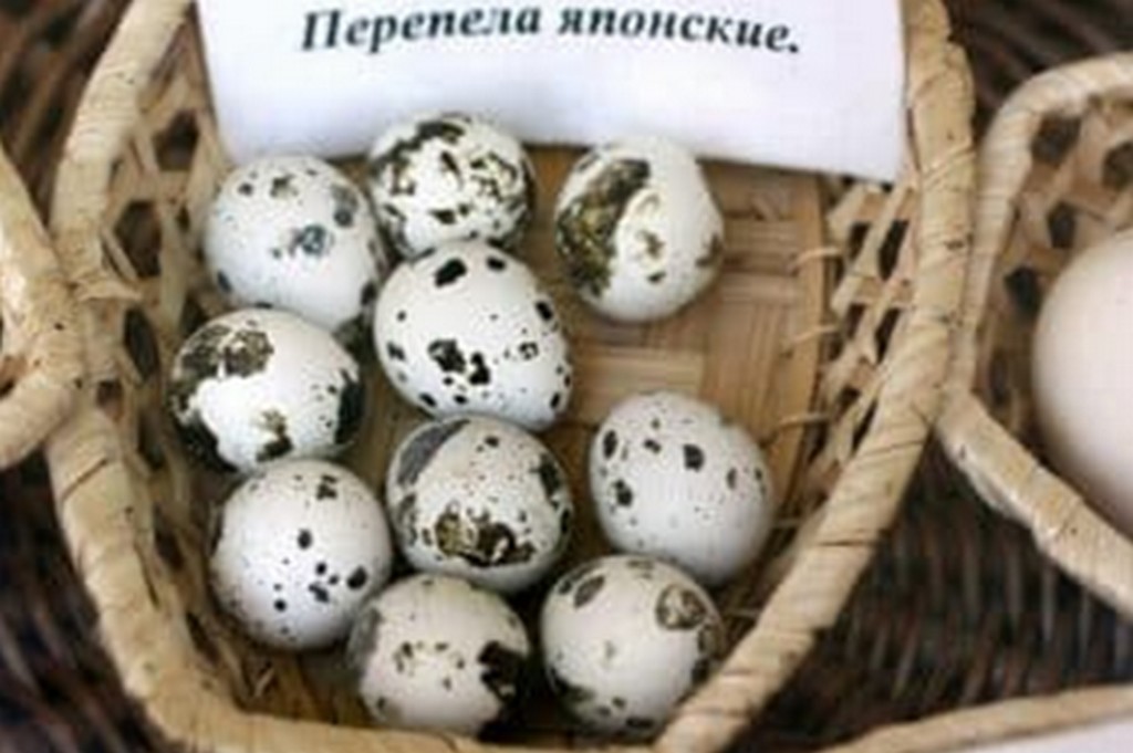 Перепелки японской породы