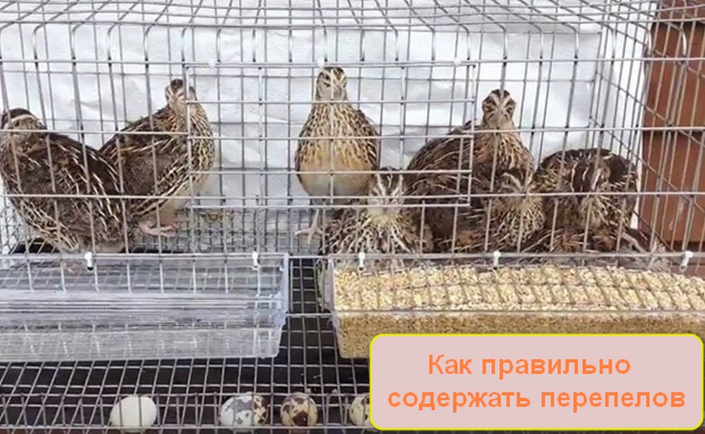 Породы перепелок для разведения