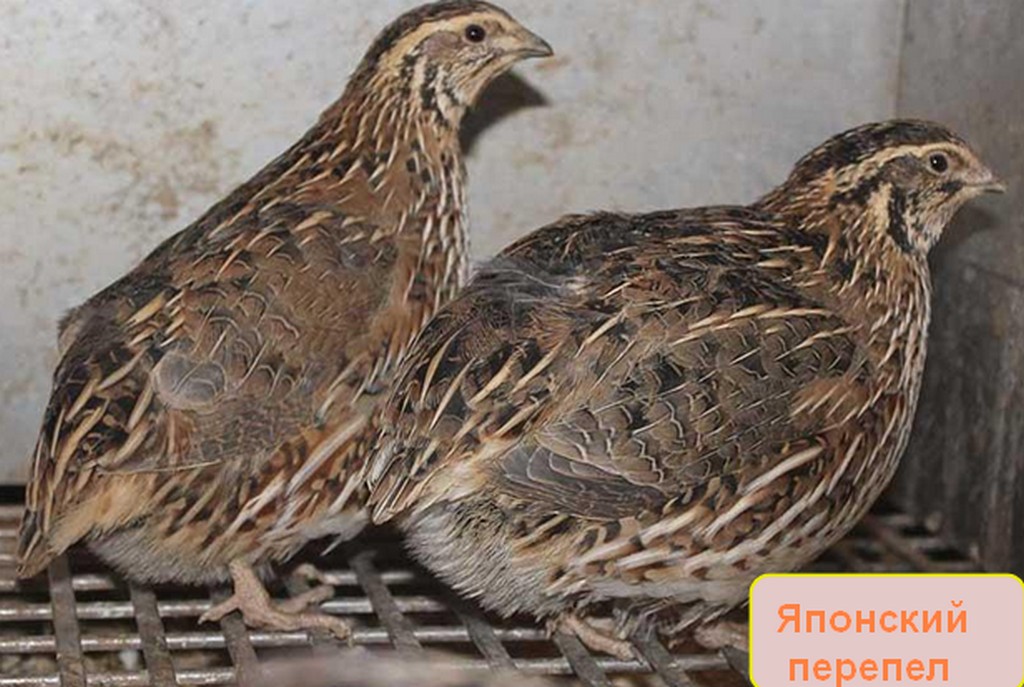 Какие породы перепелов лучше разводить в домашних условиях