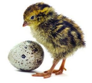 Породы перепелок для разведения