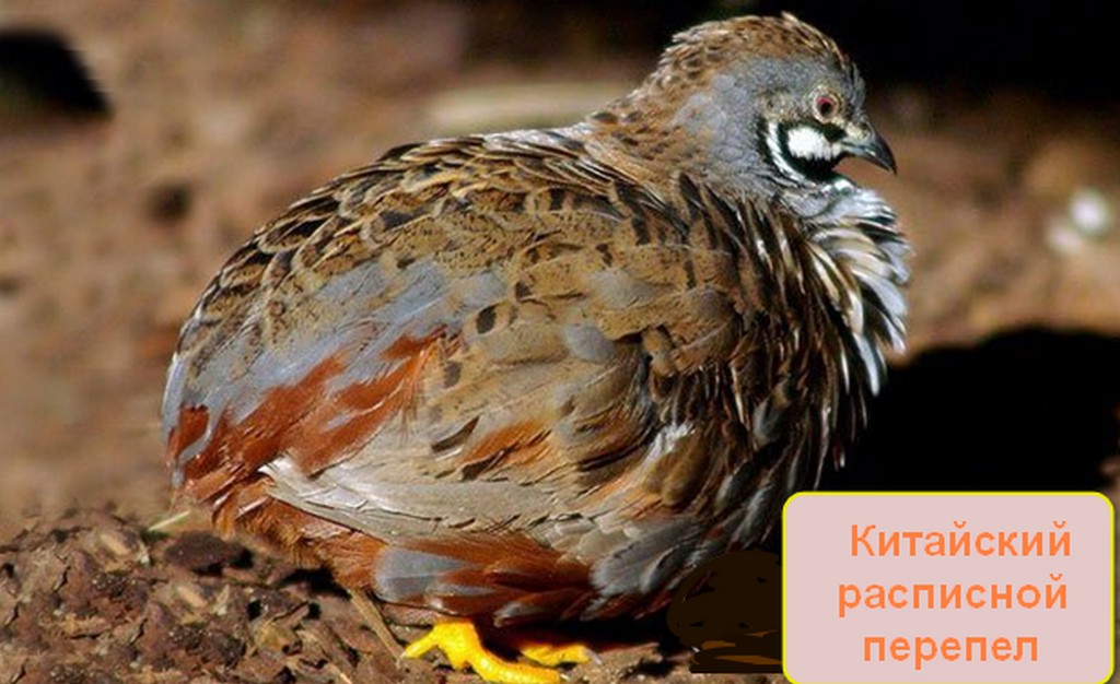 Породы перепелок для разведения