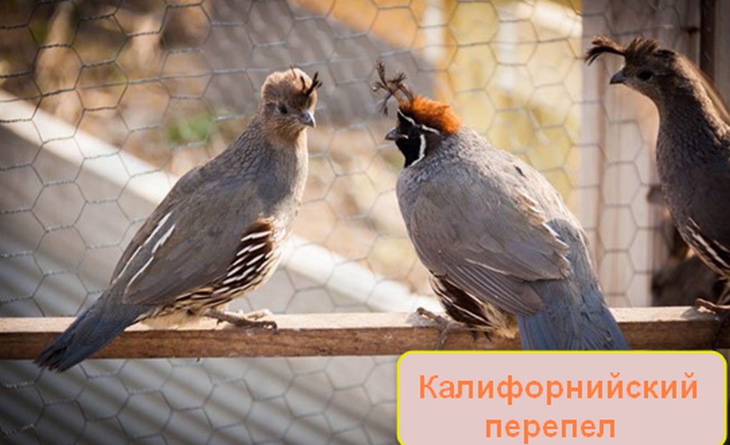 Породы перепелок для разведения