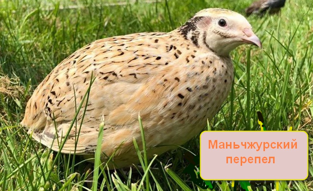Породы перепелок для разведения