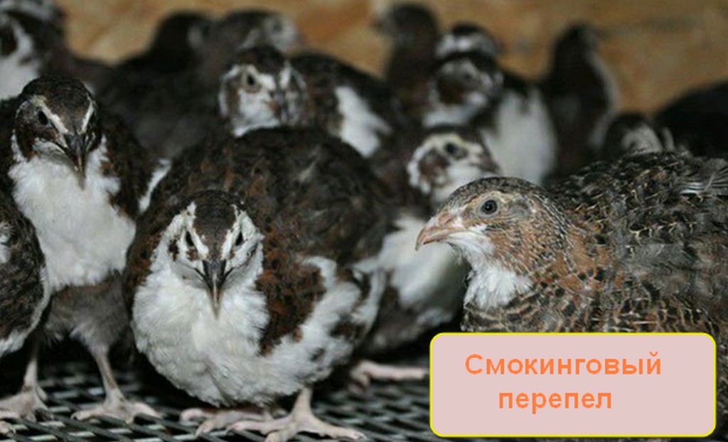 Породы перепелок для разведения