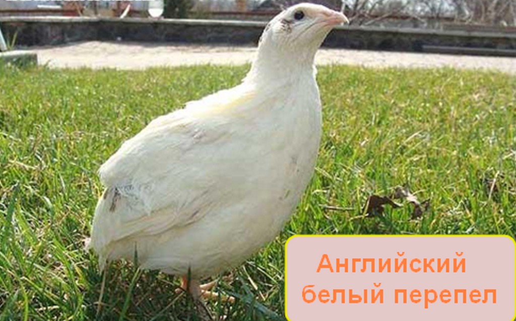 Породы перепелок для разведения