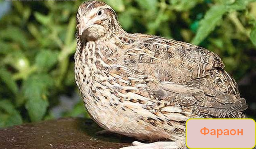 Какие породы перепелов лучше разводить в домашних условиях