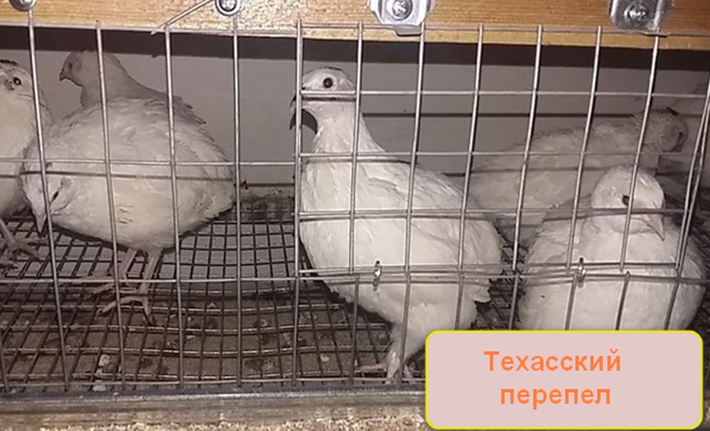 Какие породы перепелов лучше разводить в домашних условиях
