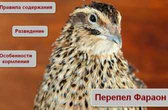 Перепел Фараон разведение