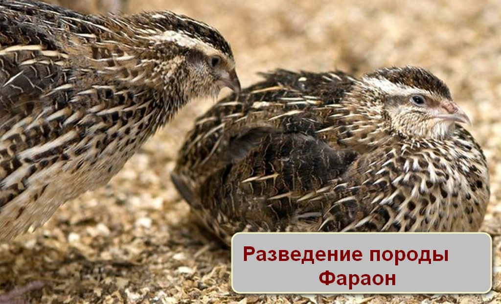 Перепел Фараон разведение
