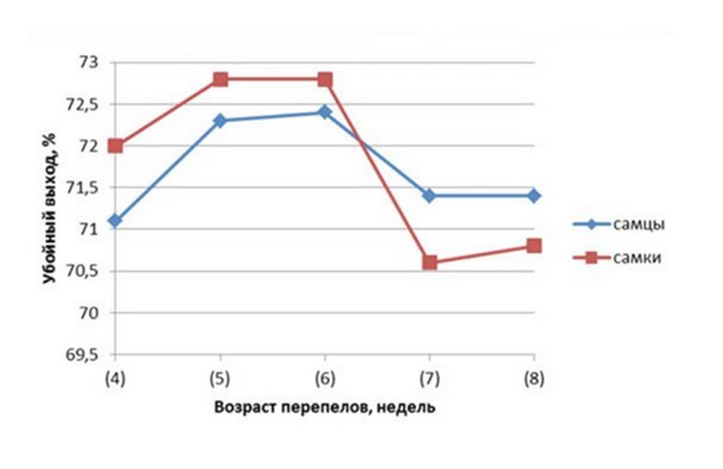 Перепел Фараон разведение
