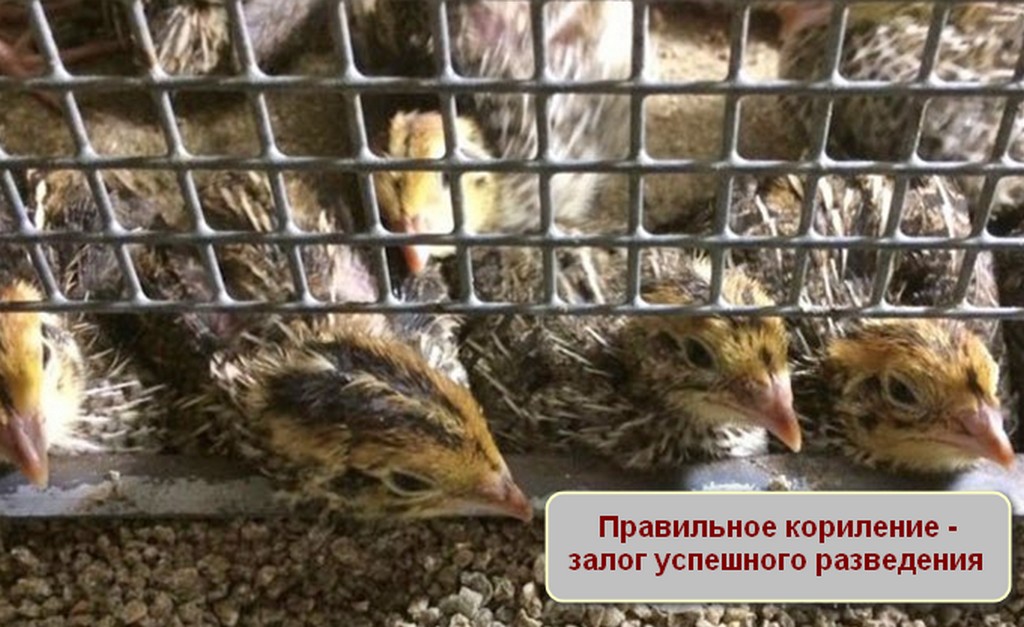 Порода Фараон